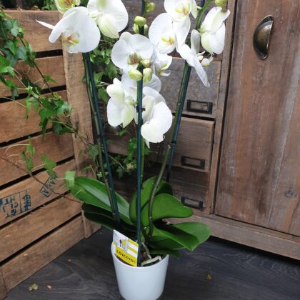 Orquídea blanca.