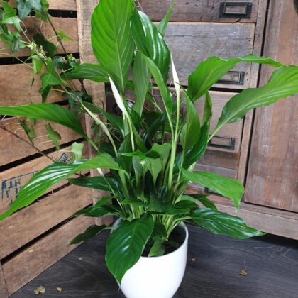 Spathiphyllum