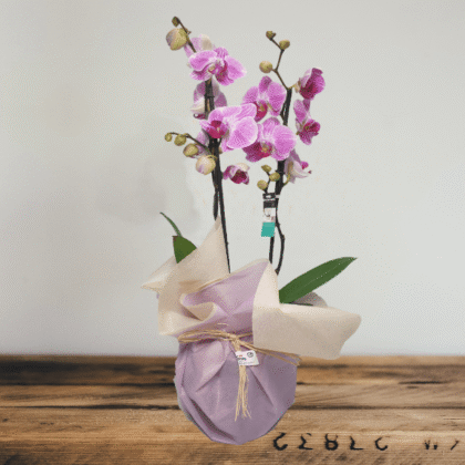 Orquídea rosa.